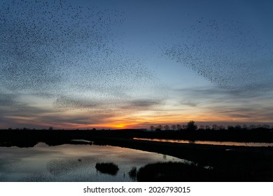 Starling murmurations. A large flock of starlings (Sturnus vulgaris) fly at sunset just before entering the roosting site in the Netherlands. Hundreds of thousands starlings make big clouds to protect