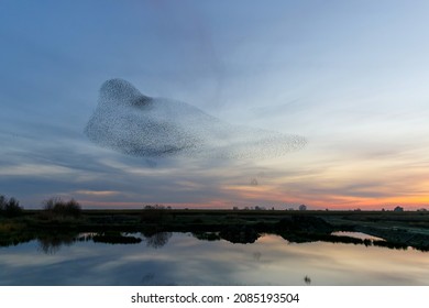 Starling murmurations. A large flock of starlings fly at sunset in the Netherlands. Hundreds of thousands starlings come together making big clouds to protect against birds of prey. 