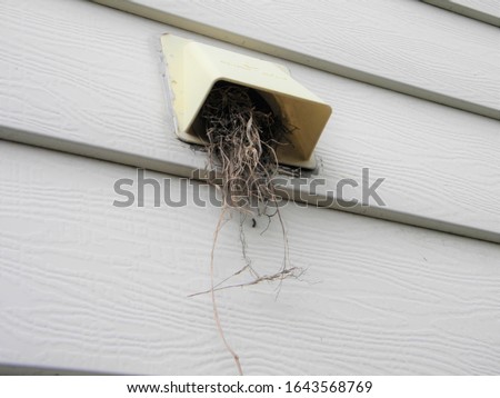 Starling nest in a dryer vent