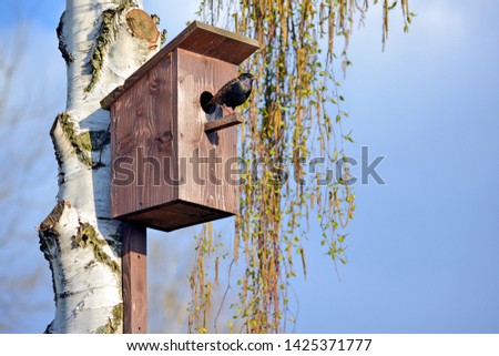 Starling on the porch of a birdhouse on a birch