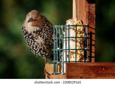 A Starling On The Suet Feeder