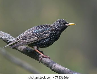 starling on a tree