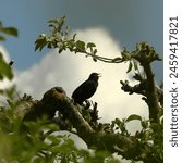 starling on a tree, starling sings, spring bird song, black bird, spring in the park, spring in the garden, songbird, nightingale song, nature