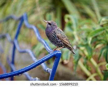 Starling Perched on a Bench - Shutterstock ID 1568899210