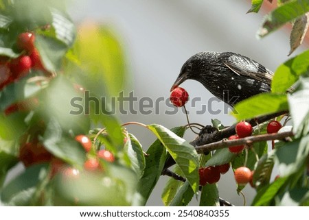 A starling perched on a cherry tree branch with ripe red cherries and green leaves in a garden