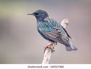 Starling Perched On A Natural Wooden Perch, A Popular British Garden Bird