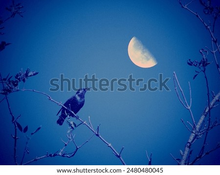 Similar – Image, Stock Photo Starling looks out of the breeding den