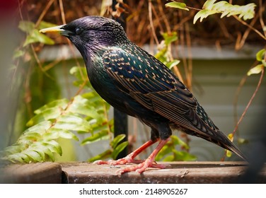 A Starling Perches On A Bent Metal Bar