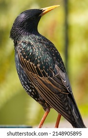 A Starling Perches On A Bent Metal Bar