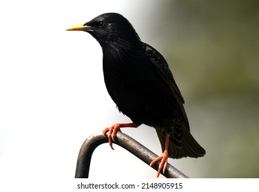 A Starling Perches On A Bent Metal Bar