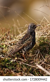 A Starling Poses For A Portrait At Huisinis Beach On The Isle Of Harris