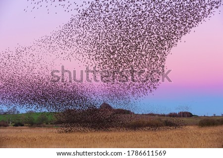 Starling Roost in winter in Scotland