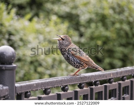 Similar – Image, Stock Photo Starling looks out of the breeding den