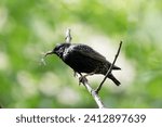 Starling sits on a branch on a sunny day