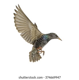 Starling With  Spread Wings Isolated On White. Studio