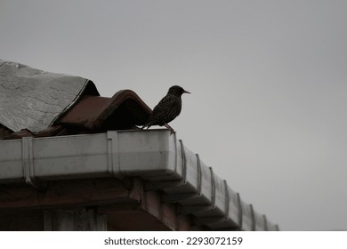  starling standing on top of builiding with cloudy sky
				