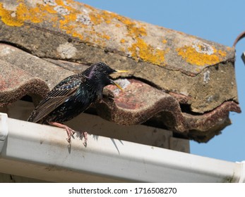 A Starling (sturnus Vulgaris) With Beak Wide Open Calls From A Roof Top Gutter With Roof And Tiles In Background.Urban Garden Bird.UK.Image