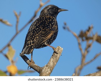Starling; (Sturnus vulgaris). It is one of the noisiest garden bird and UK's most gregarious bird.