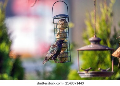 A Starling, Sturnus Vulgaris, Perched On A Bird Feeder With Fat Balls At A Sunny Spring Morning