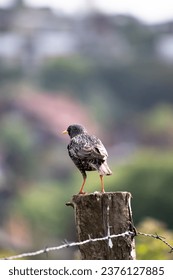 Starling (Sturnus vulgaris)
perched on wooden garden fence. Starling looking back. Bird, animal idea concept. Orange beak, black feathers. Vertical photo. Wildlife. No people, nobody.  - Shutterstock ID 2376127885