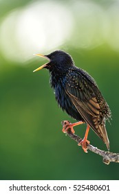 Starling (Sturnus Vulgaris) Singing At Spring. European Starling. Bird Singing. Spring Caller.