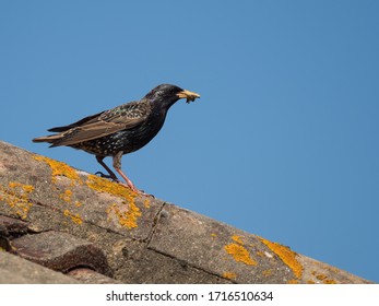 A Starling (sturnus Vulgaris) Waits With Food In Its Beak On A Tiled Roof Top.Garden Bird.UK.Image