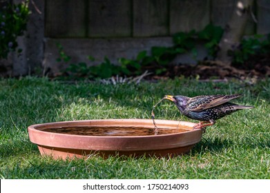 Starling Wild Bird, Sturnus Vulgaris, Drinking Water From A Garden Bird Bath