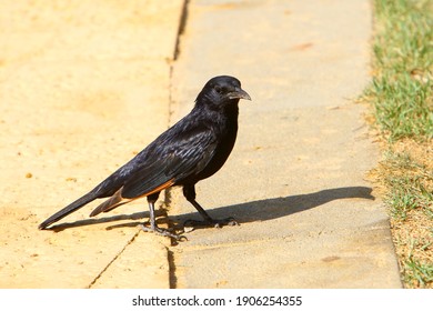 Starlings In A City Park In Israel