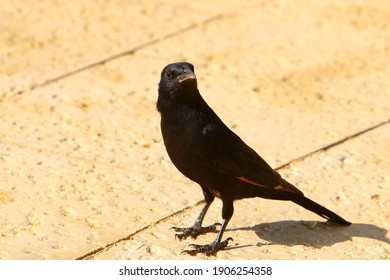 Starlings In A City Park In Israel