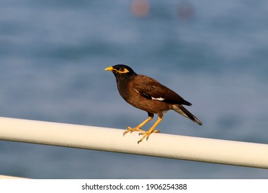 Starlings In A City Park In Israel