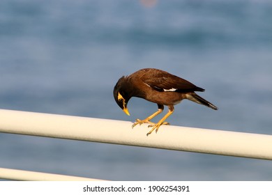 Starlings In A City Park In Israel