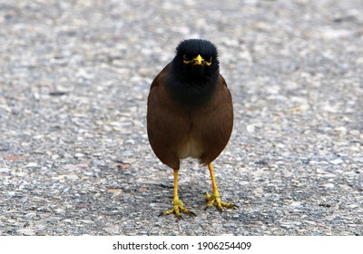 Starlings In A City Park In Israel