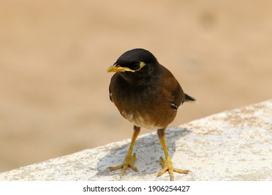 Starlings In A City Park In Israel