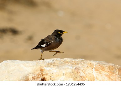 Starlings In A City Park In Israel