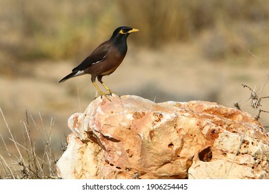 Starlings In A City Park In Israel