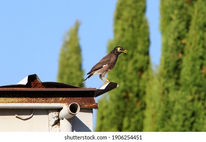 Starlings In A City Park In Israel