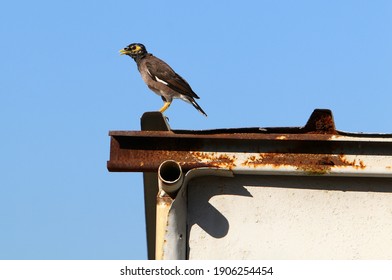 Starlings In A City Park In Israel