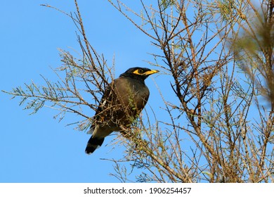 Starlings In A City Park In Israel