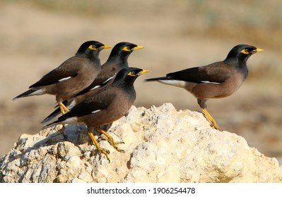 Starlings In A City Park In Israel