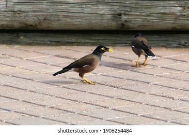 Starlings In A City Park In Israel