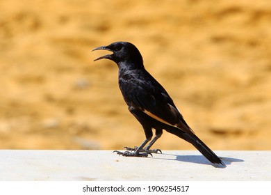 Starlings In A City Park In Israel