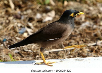 Starlings In A City Park In Israel