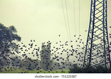 Starlings during migration and wintering grounds in Europe. Mass species of birds. Big flocks of starlings before sleepover concentrated in dense flocks, troop of birds; flock of birds