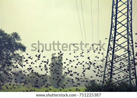 Starlings during migration and wintering grounds in Europe. Mass species of birds. Big flocks of starlings before sleepover concentrated in dense flocks, troop of birds; flock of birds