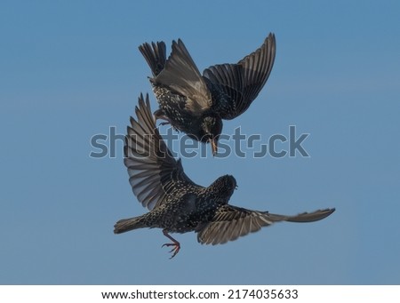 Similar – Barn swallows, young and adult birds