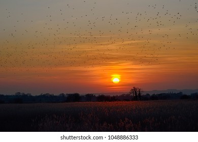 Starlings Fly Past Sunset Over Reedbeds On Somerset Levels