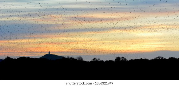 Starlings And Glastonbury Tor, Ham Wall, Somerset, UK