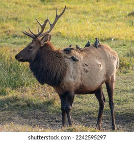 Starlings line the back of a Roosevelt Bull Elk looking for insects. - Shutterstock ID 2242595297