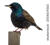 Starlings are medium-sized passerine birds known for their iridescent feathers and remarkable flock behavior. They often form large groups, creating mesmerizing aerial displays called murmurations.