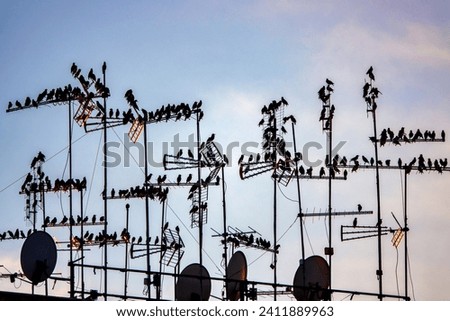 Starlings roosting on antennas at sunset, Rome, Italy